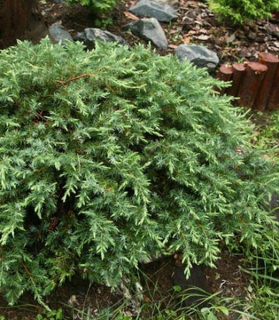 Juniperus conferta 'Schlager'